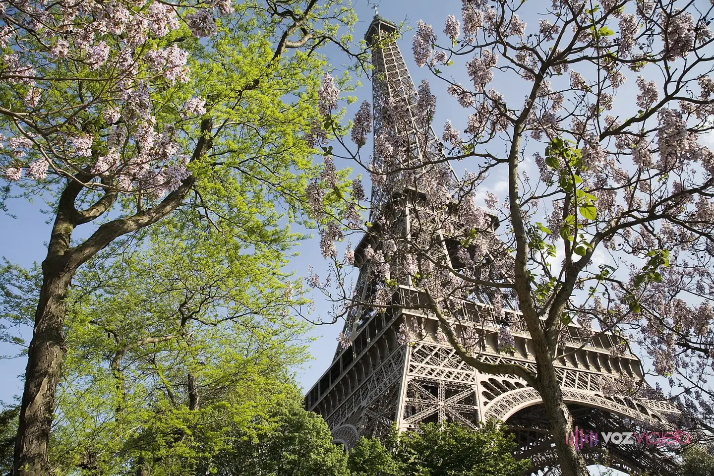 La Torre Eiffel vista desde el Campo de Marte en primavera, con los árboles en flor a los lados