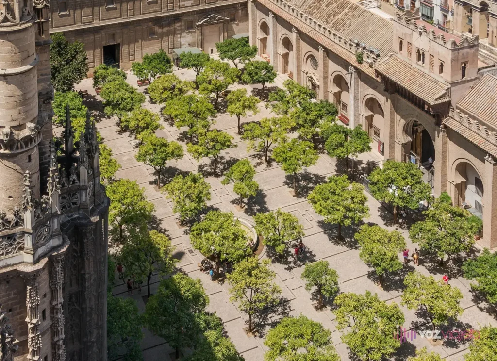 El Patio de los Naranjos visto desde lo alto de la Giralda: filas de naranjos en un patio cerrado junto a los pináculos góticos de la catedral
