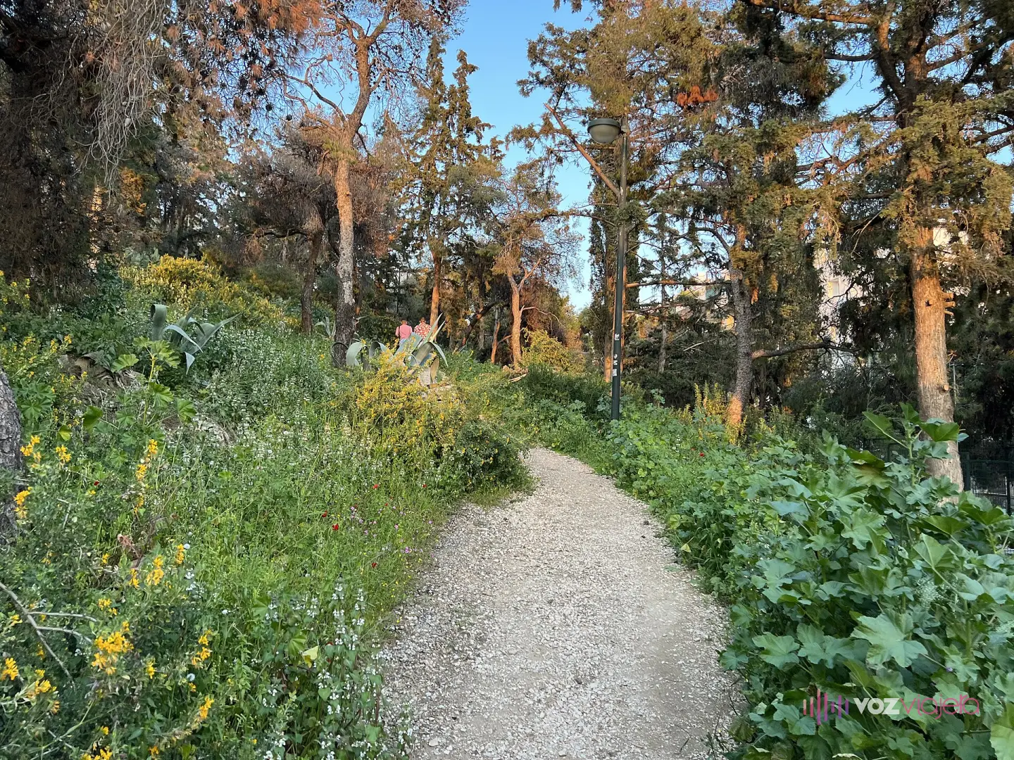 Sendero de grava que sube entre pinos y matorral en flor por la ladera del monte Licabeto, con una farola junto al camino y la luz baja de la tarde entre los troncos