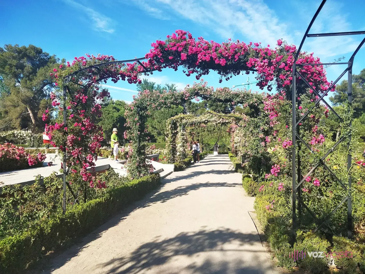 Pérgolas de hierro cubiertas de rosas trepadoras rosas y rojas sobre un paseo de arena en la Rosaleda del Retiro